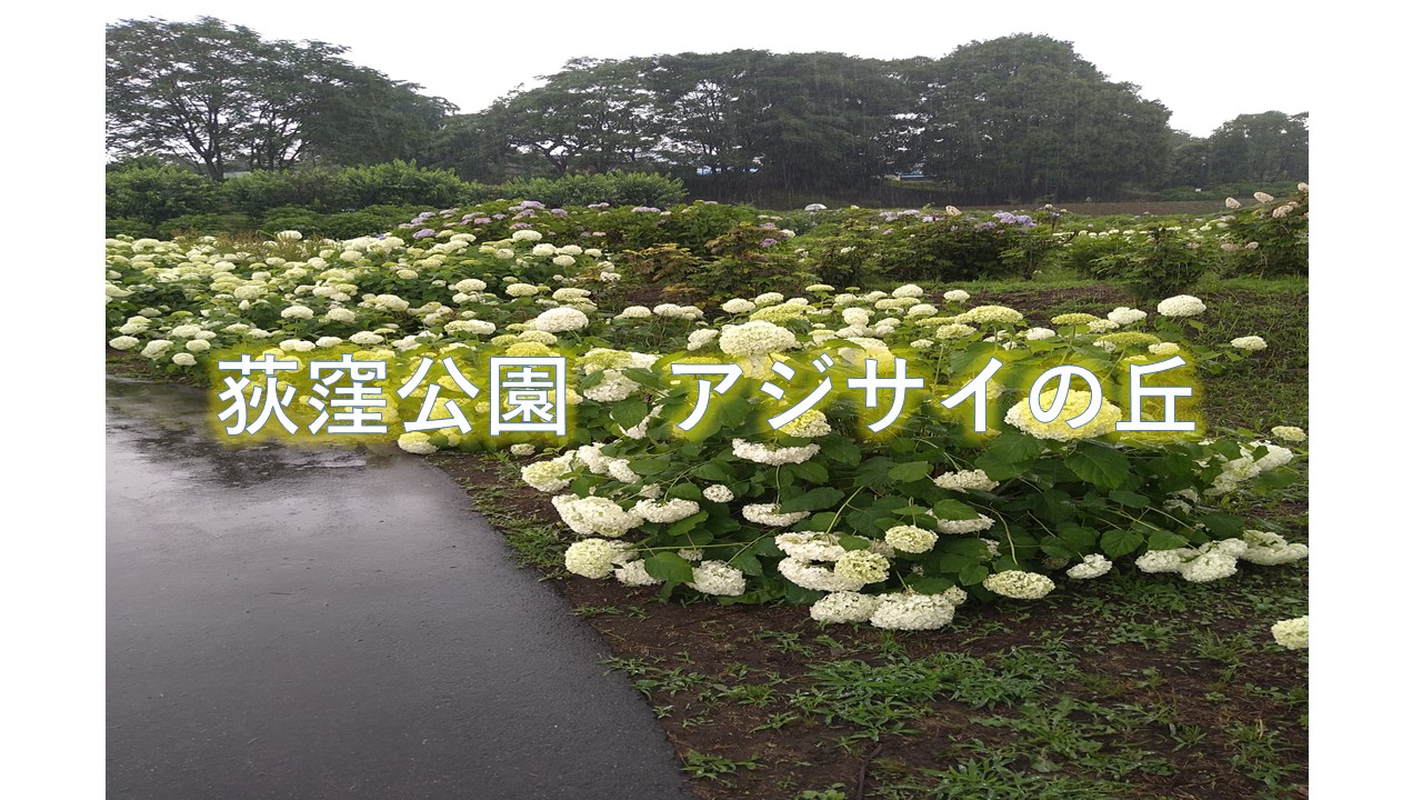 群馬の道の駅 赤城の恵 荻窪公園 アジサイの丘 Kengoのブログ