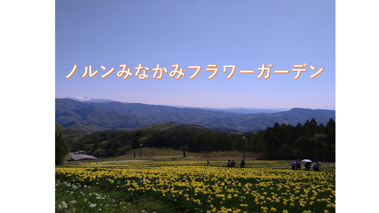 群馬県のおすすめ観光スポット ノルンみなかみフラワーガーデンの水仙 Kengoのブログ